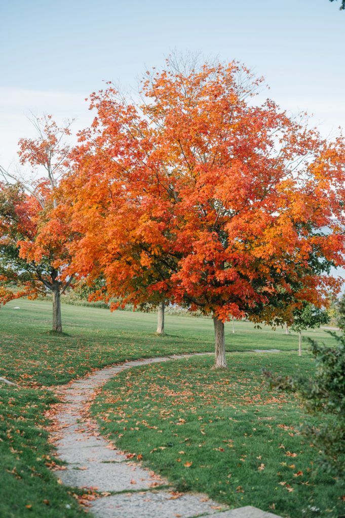 Portland Maine fall colors red-orange tree